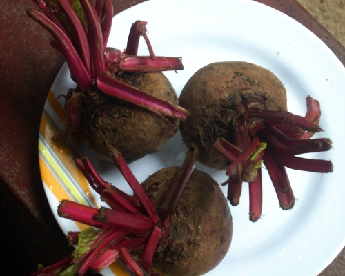 Is It Safe To Eat Beet During Pregnancy?